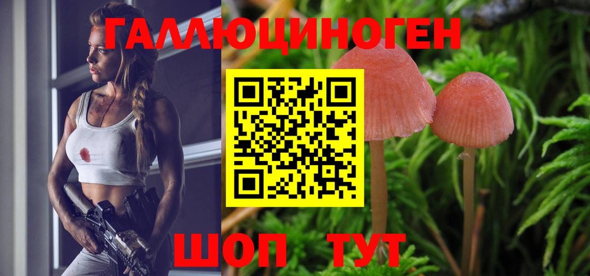 Тулун  Псилоцибиновые грибы Psilocybine cubensis  Вход с VPN 
